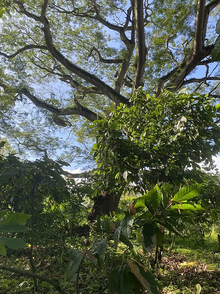Cacao bajo árbol centenario · Finca Tierra Negra