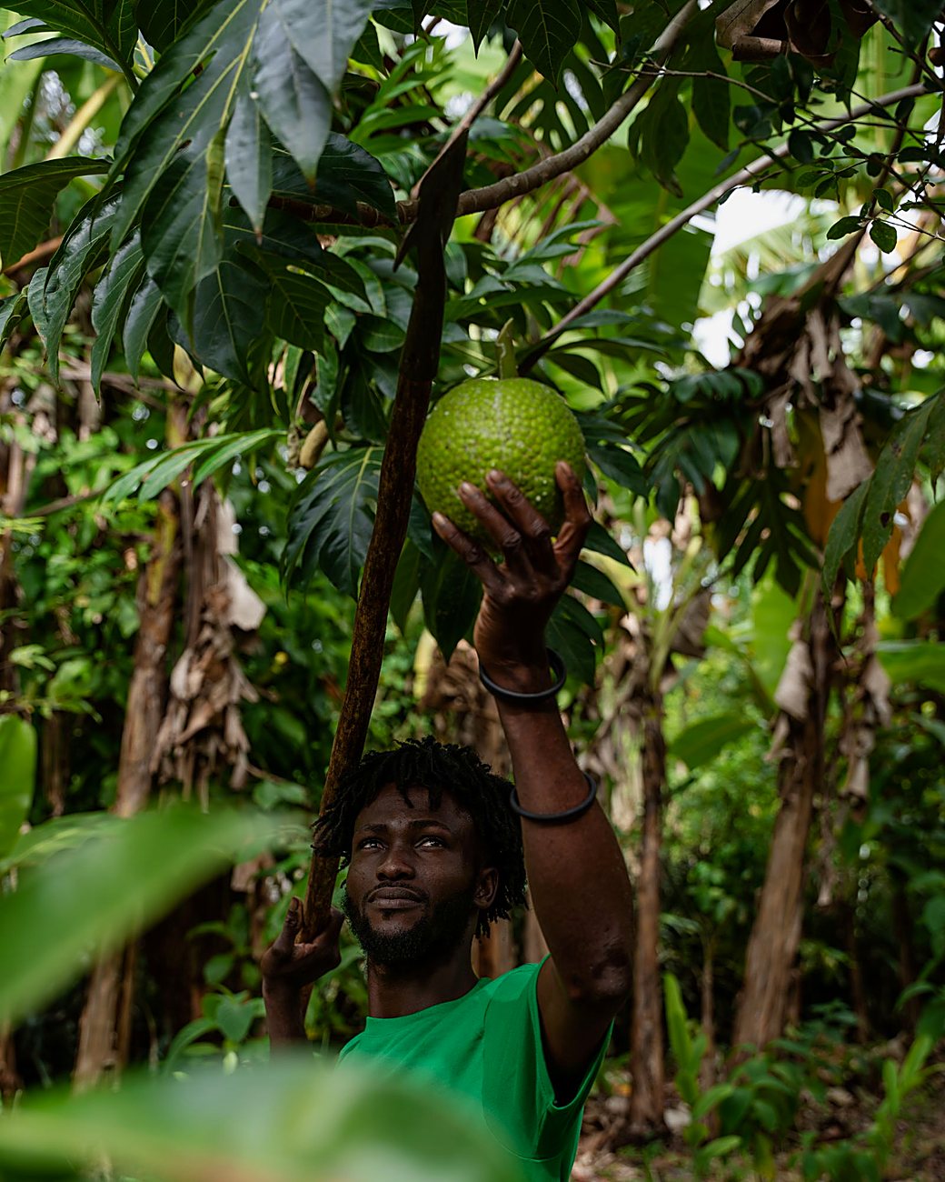 Cosecha de pana (fruto de pan) · manejo agroecológico · Finca Tierra Negra