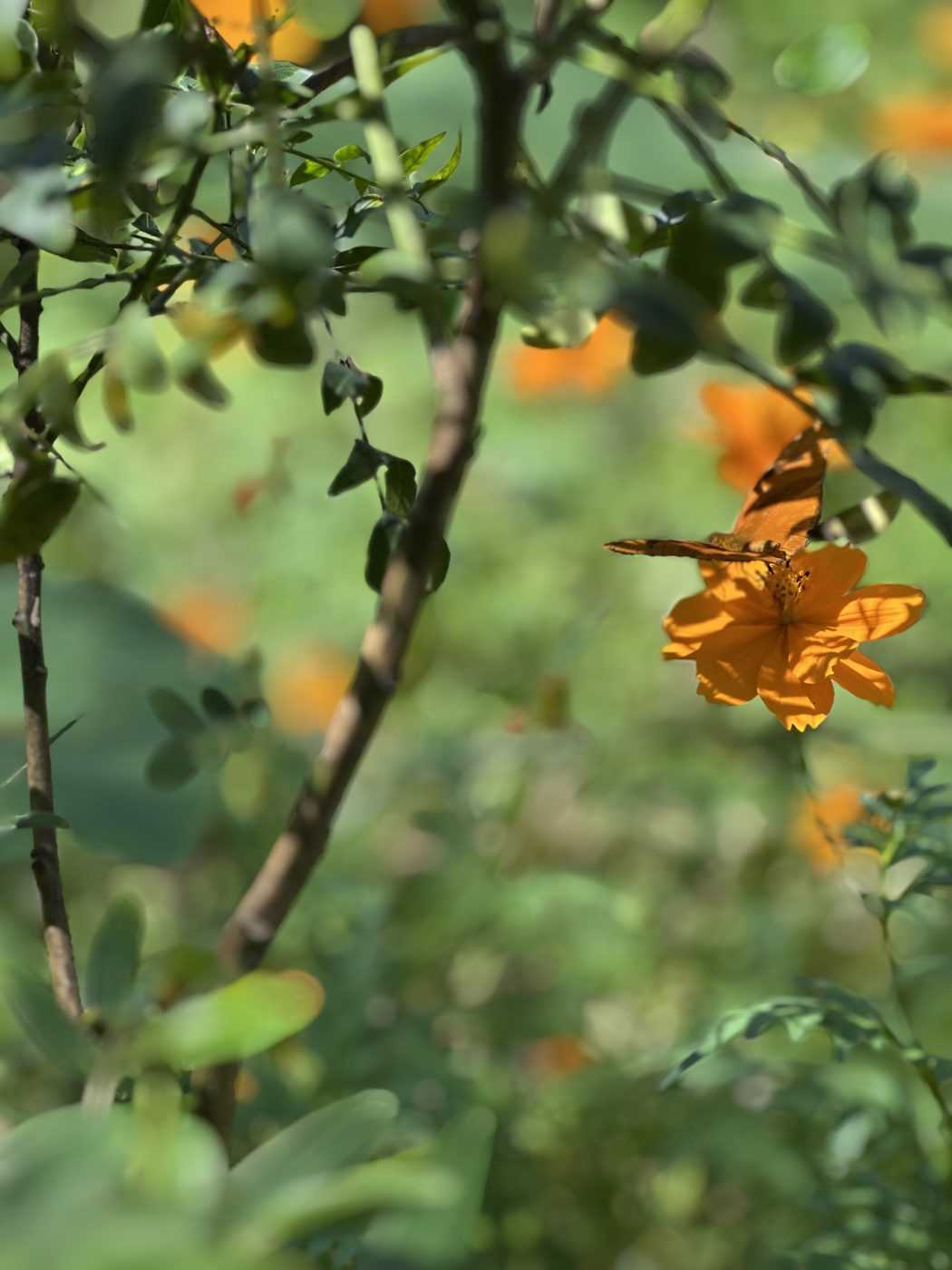 Mariposa sobre flor naranja · Finca Tierra Negra